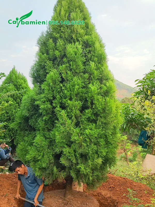 Công nhân đang khoanh bầu bứng cây hoàng đàn cao hơn 3m