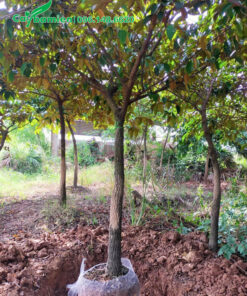 Đào đất bứng bầu cây vú sữa đường kính gốc 10cm