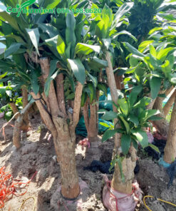 Giâm ủ cây Thiết Mộc lan bằng cát