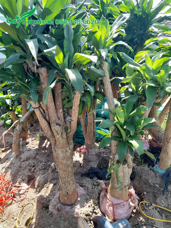 Giâm ủ cây Thiết Mộc lan bằng cát