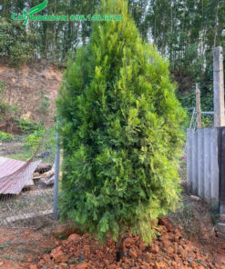 Cây mới trồng, chiều cao khoảng 2m