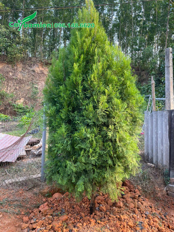 Cây mới trồng, chiều cao khoảng 2m