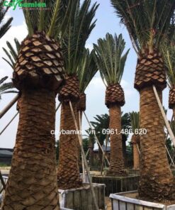 Chà là có thân cực kỳ lớn