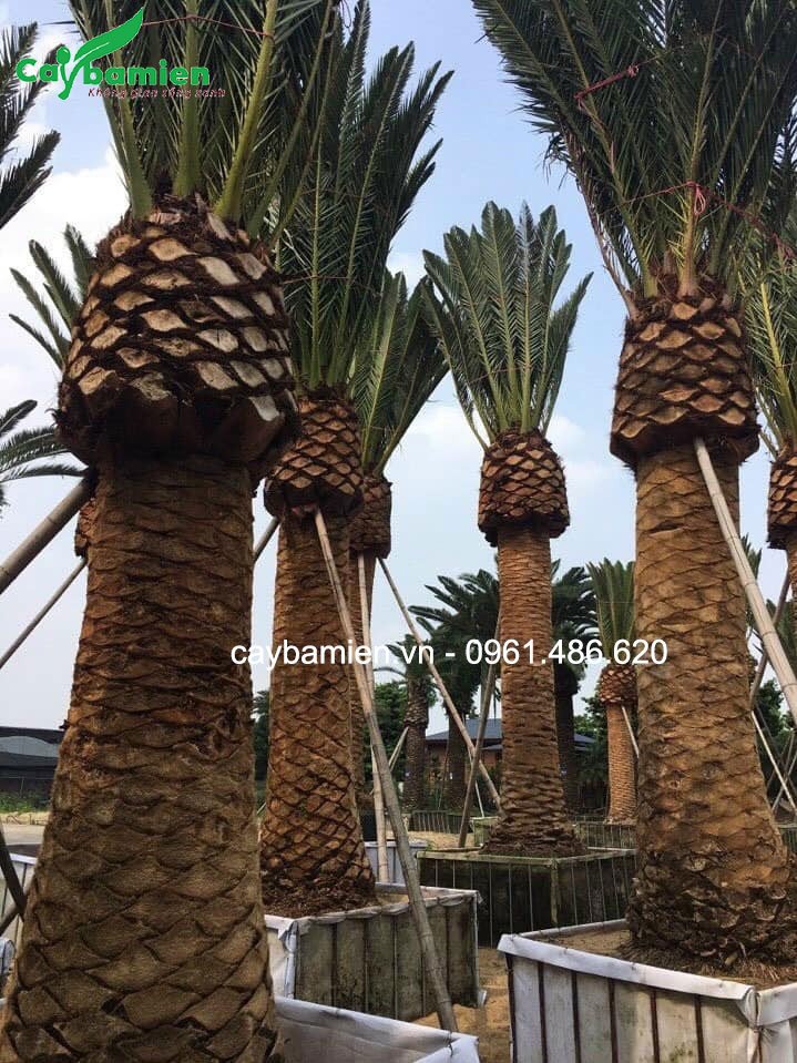 Chà là có thân cực kỳ lớn