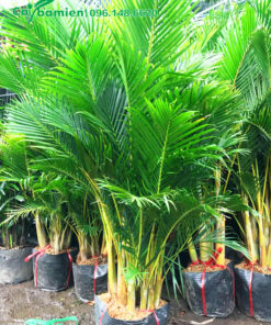 Mua cây cau vàng cảnh bụi lớn