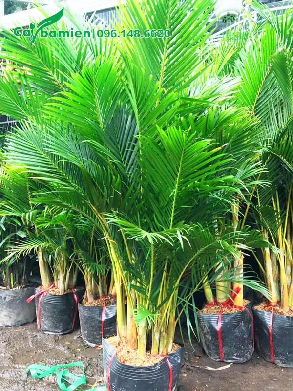 Mua cây cau vàng cảnh bụi lớn