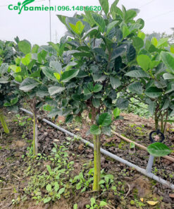 Mua cây Bạch Thiên Hương lớn, một thân