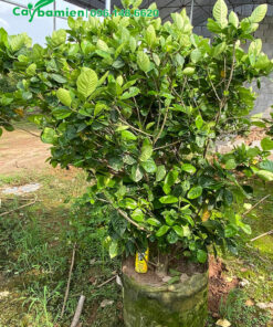 Bạch Thiên Hương trưởng thành, đường kính gốc từ 7 - 10cm