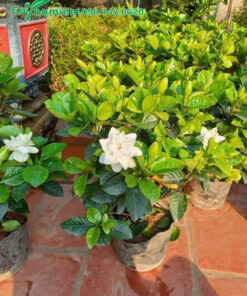 Bán số lượng lớn cây Bạch Thiên Hương cao 40cm, đã cho hoa