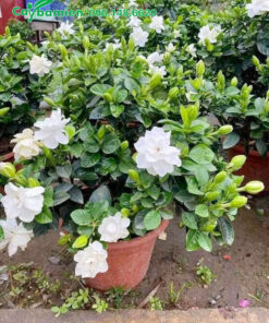 Chậu hoa Bạch Thiên Hương đẹp, nhiều nụ chưa nở