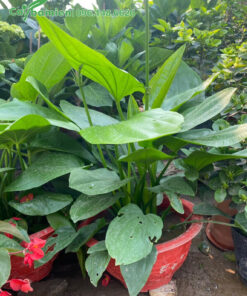 Bách Thủy Tiên trưởng thành, cao 50cm