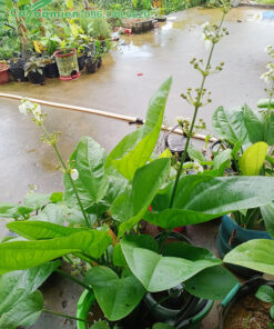 Vườn cây cảnh bán Bách Thủy Tiên trưởng thành cao 40cm