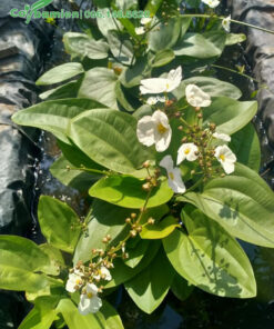 Hàng Bách Thủy Tiên trồng thủy cảnh, đang cho hoa