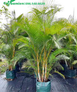 Cau vàng cảnh tán đẹp, thân lớn