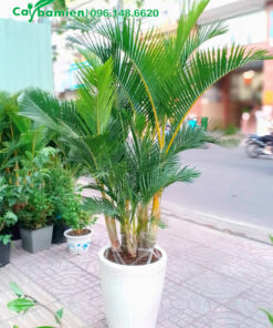 Chậu cảnh Cau Vàng mới trồng, dáng siêu đẹp