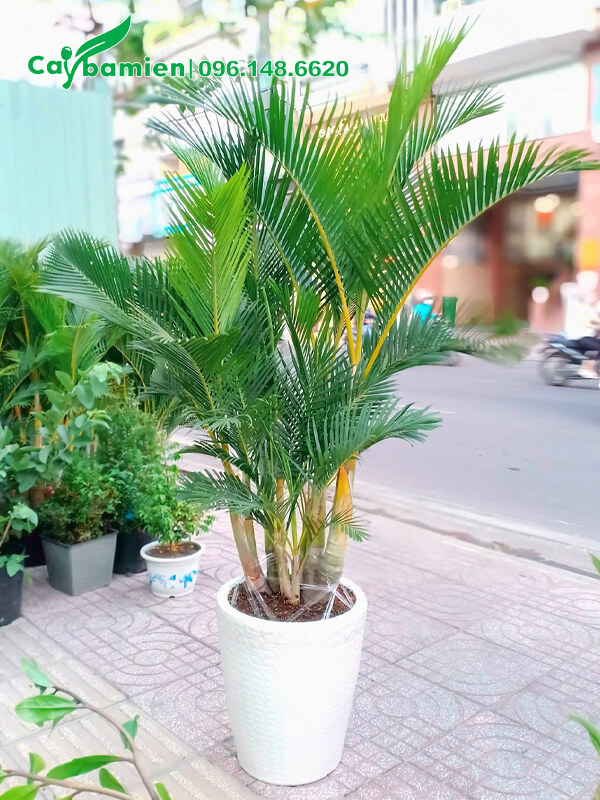 Chậu cảnh Cau Vàng mới trồng, dáng siêu đẹp