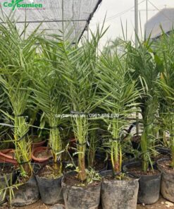 cây giống chà là cao 80cm