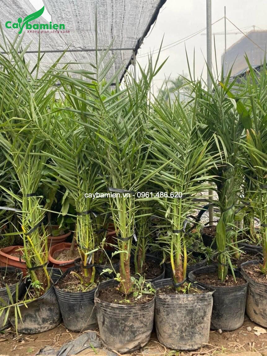 cây giống chà là cao 80cm