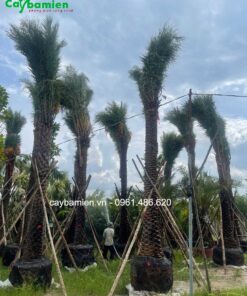 Cây chà là trung đông trồng công trình