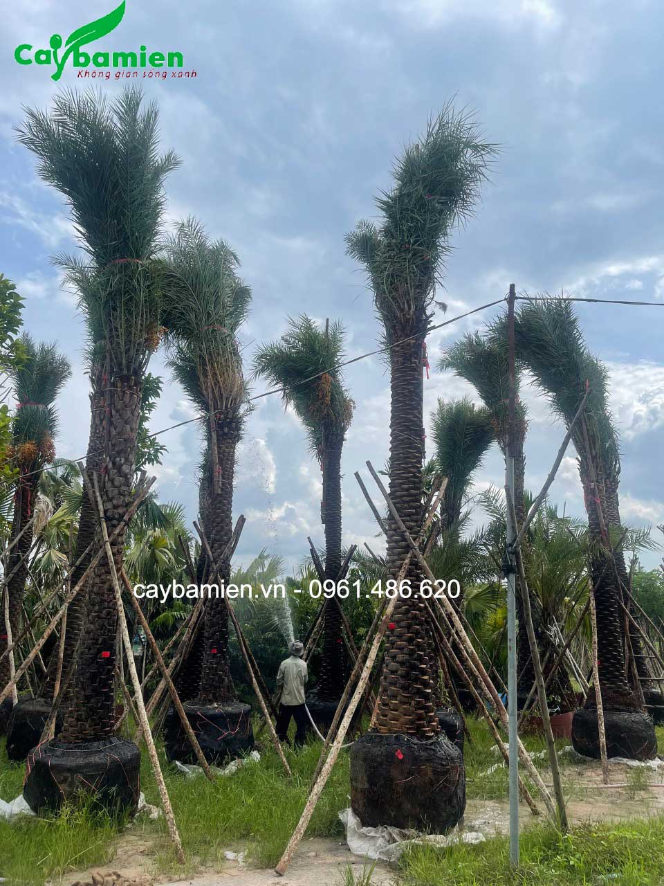 Cây chà là trung đông trồng công trình