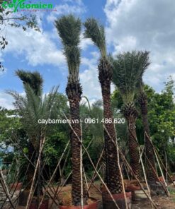 Chà là Trung Đông hàng nhập khẩu