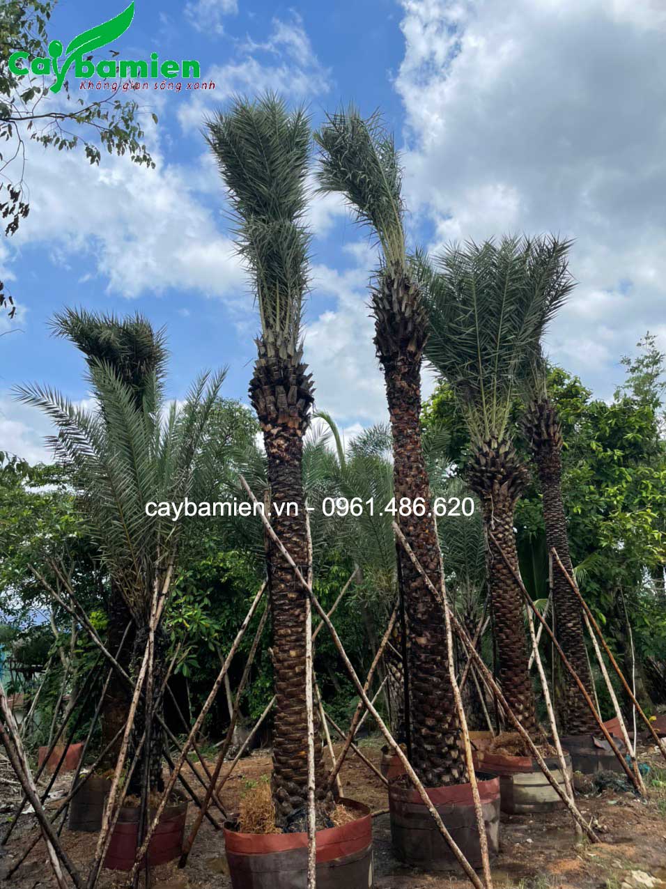 Chà là Trung Đông hàng nhập khẩu