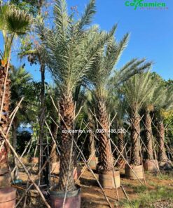 Chà là ảnh đẹp