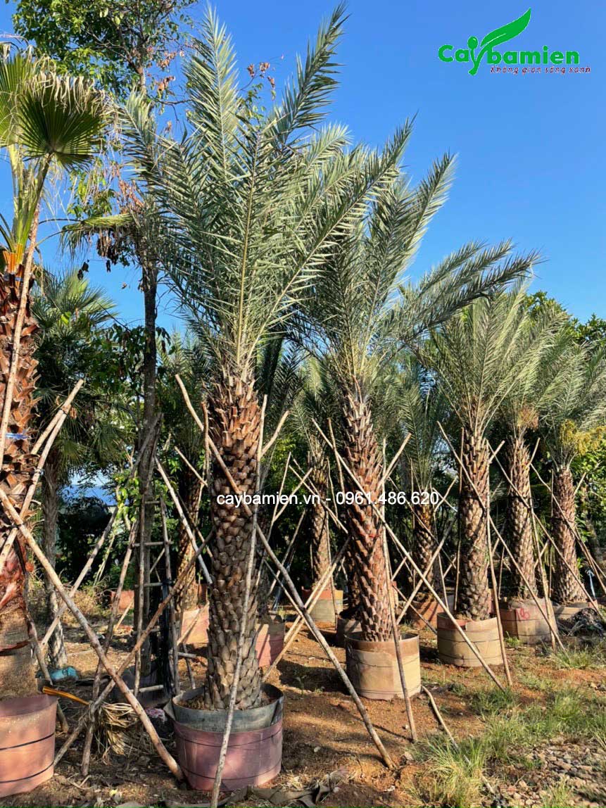 Chà là ảnh đẹp