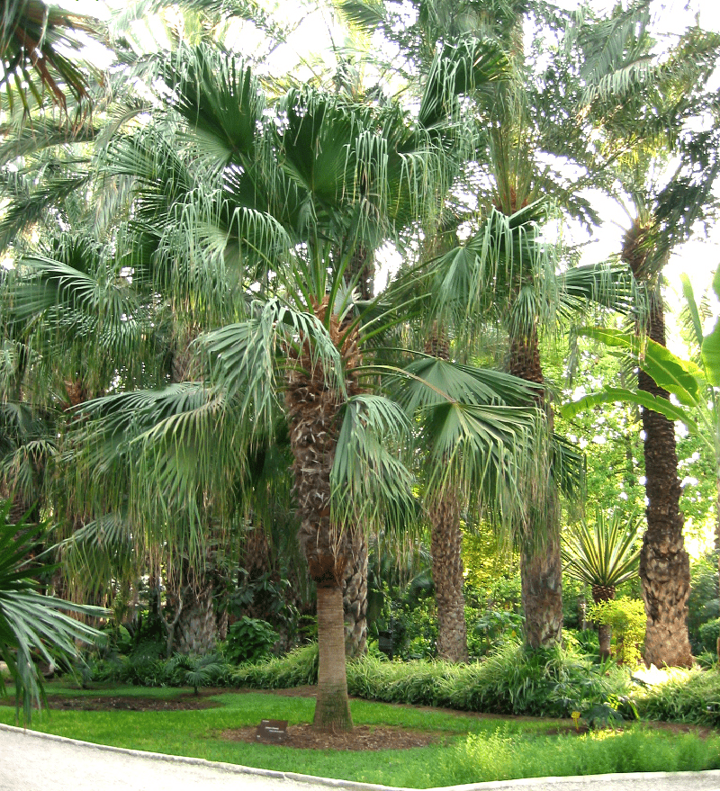 Bán cây cọ mỹ công trình