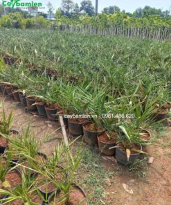 Vườn ươm cây giống chà là thái