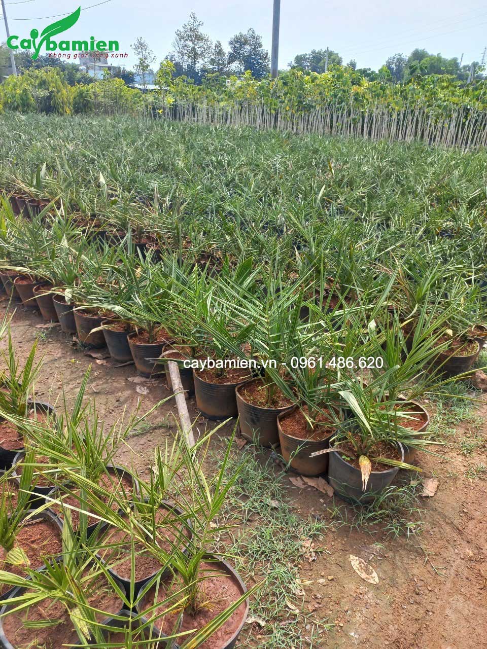 Vườn ươm cây giống chà là thái