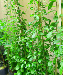 Chậu cây cúc tần ấn độ tươi tốt, ngọn non mơn mởn