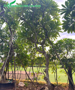 Vườn cây hoa đại công trình dưỡng trong bầu