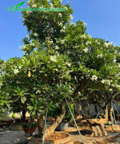 Cây hoa đại trắng đã dâm ủ kỹ, cao hơn 4m