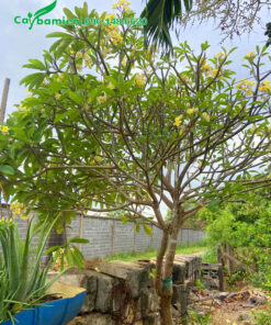 Cây hoa đại vàng đẹp, đang nở rộ