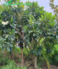 Vườn trồng cây hoa Sứ Đại trắng công trình