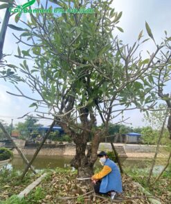 Vườn dâm ủ cây Đại cổ thụ đã tỉa tay cành, đường kính gốc 30 - 40cm
