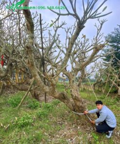Cây hoa Đại cổ thụ dáng bay, đường kính gốc khoảng 30cm