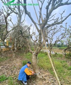 Đo kích thước vanh, hoàng của cây hoa Đại cổ thụ