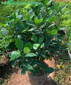 Cây Bạch Thiên Hương công trình cao 60cm