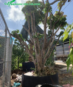 Cây phân cành tán thấp, cắt tỉa tạo dáng bonsai đẹp