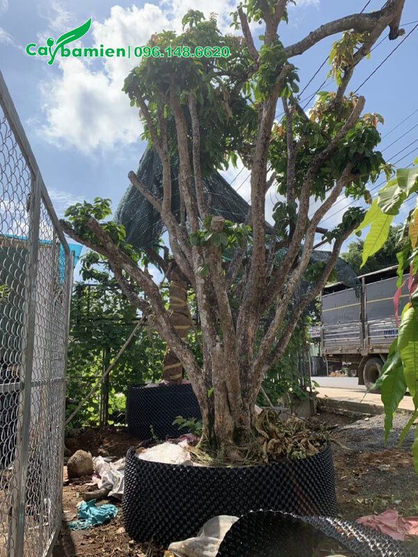 Cây phân cành tán thấp, cắt tỉa tạo dáng bonsai đẹp