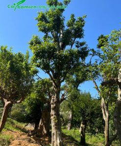 Du Da Đất dk 30cm