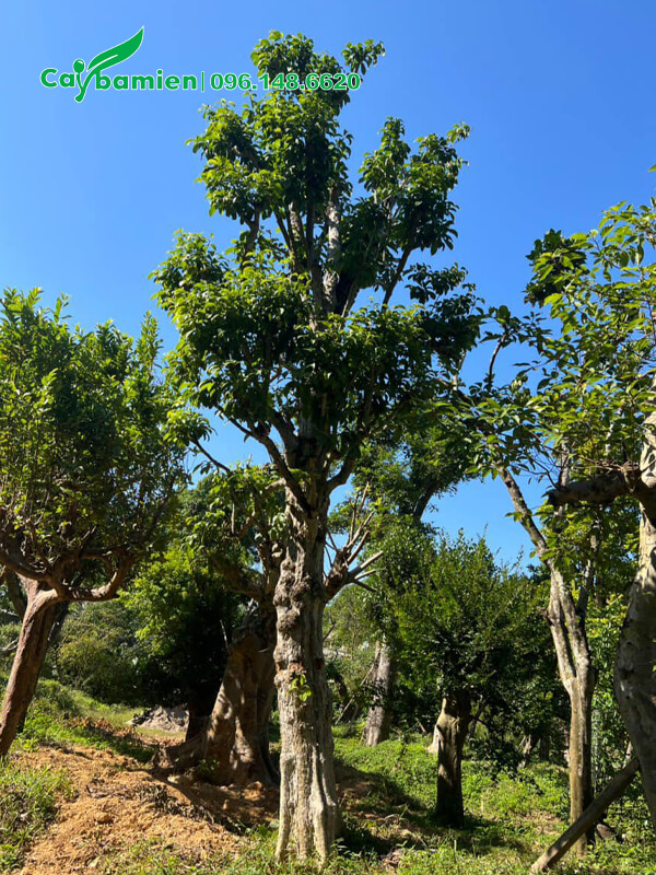 Du Da Đất dk 30cm