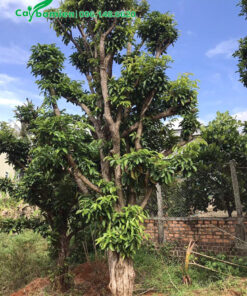 Cây dâm ủ nhiều năm, cao 6m