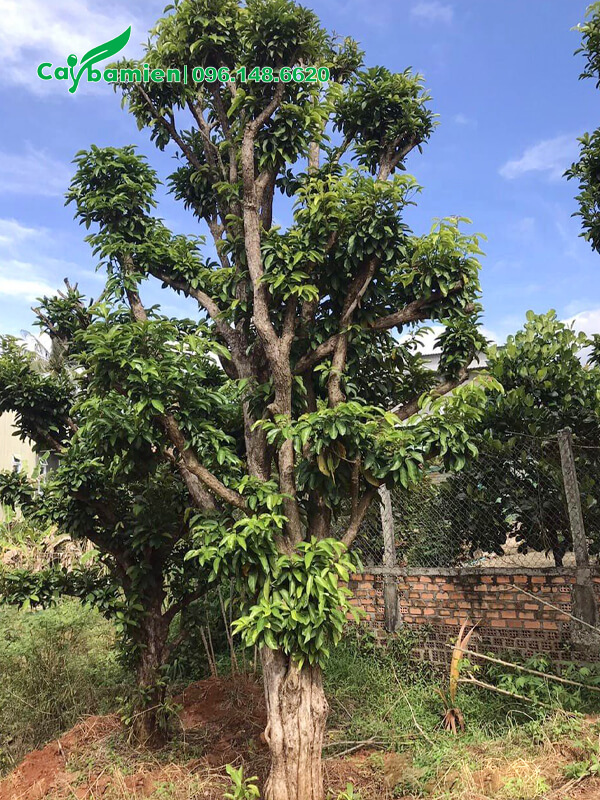 Cây dâm ủ nhiều năm, cao 6m