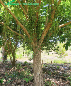 Dâu Da xanh đang ra trái