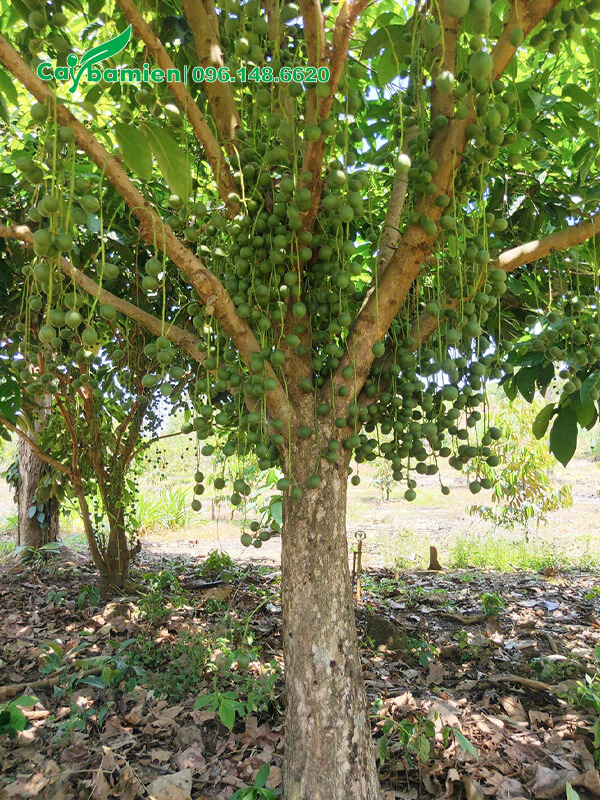 Dâu Da xanh đang ra trái