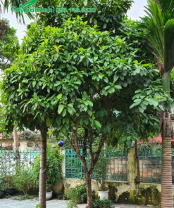 Dâu Da Đất cao 3m trồng ở góc sân nhà