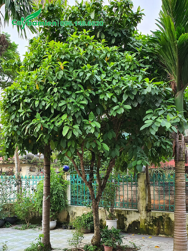 Dâu Da Đất cao 3m trồng ở góc sân nhà